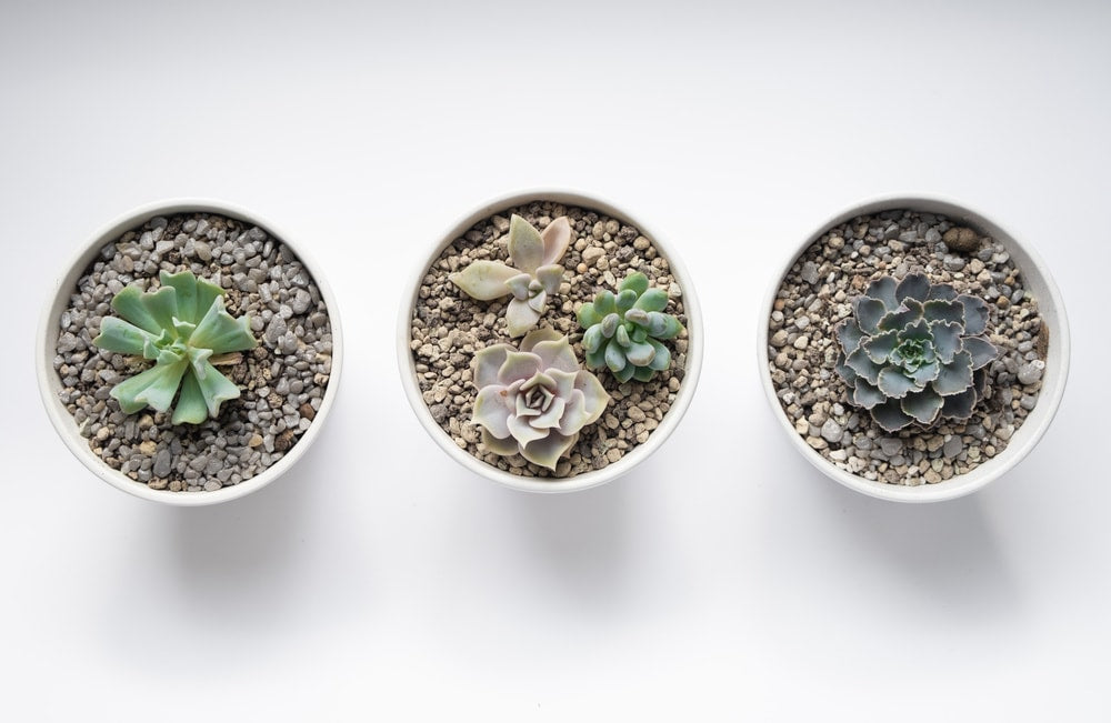 Succulents in white pots on the windowsill. Flowers at home.