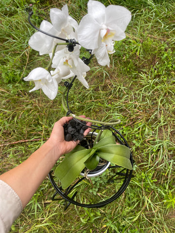 Handful of biochar held over white orchid outdoors