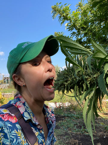 jocelyn about to chown down on a large canna bud