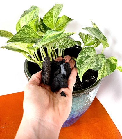 placing biochar in pothos houseplant by hand