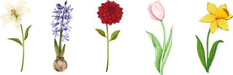 Row of single bulb flowers in the left to right order of lily, hyacinth, dahlia, tulip, and daffodil.