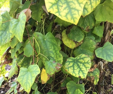 ivy plant leaves yellow with dark veins showing nutrient deficiency