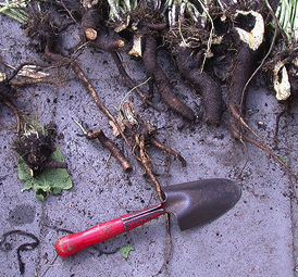 exposed plant roots of herb plant on floor with trowel