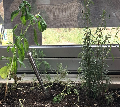 indoor herb garden by windowsill: basil, dill, rosemary