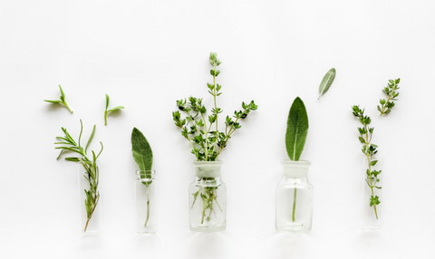 herb cuttings in glass jars