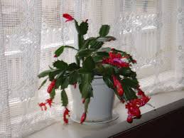 Christmas cactus plant pink flowers indoor on windowsill