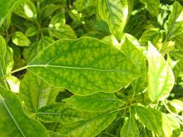 yellowing leaves on plant