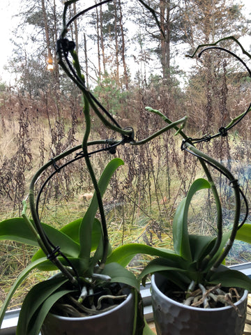 two dormant orchids on windowsill in winter