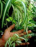 spider plant with pups