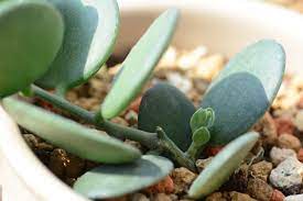 close up of succulent leaf with pups in pot with stone media