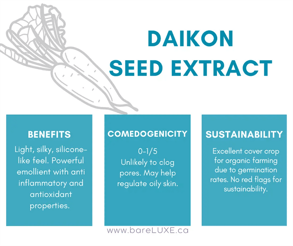 Daikon seed extract for skin - infographic by bareLUXE