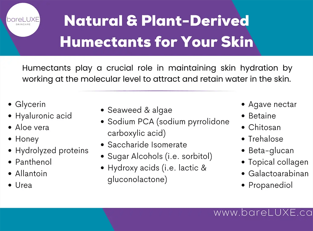 Humectants - infographic by bareLUXE Skincare