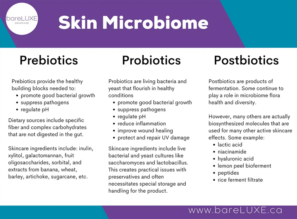 Prebiotic skincare | Skin Microbiome | Prebiotics and Postbiotics for skin | Infographic by bareLUXE Skincare