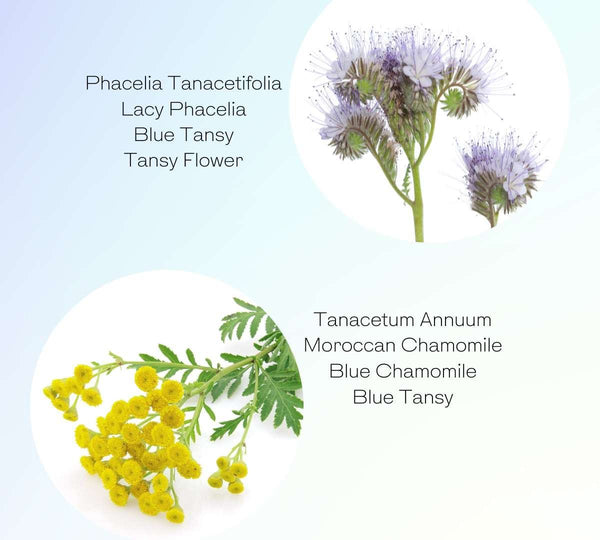 Blue tansy essential oil in skincare - tanacetum annuum