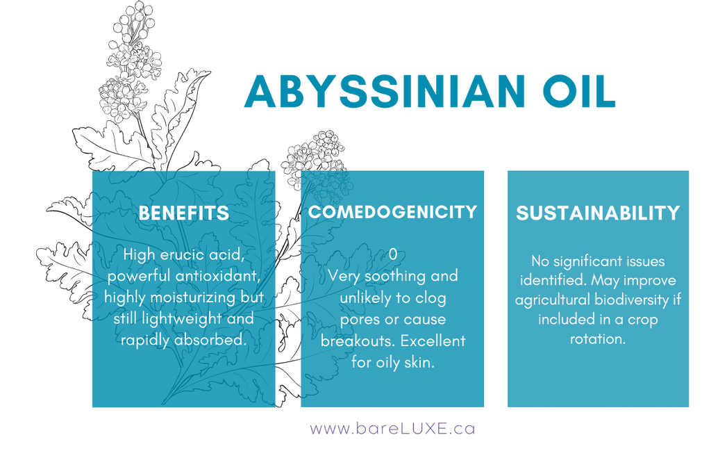 Abyssinian oil for skin - infographic by bareLUXE Skincare