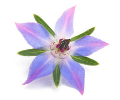 stock photo of a single borage flower