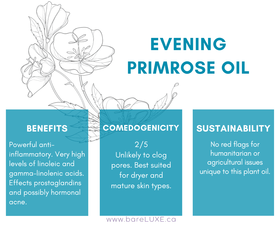 Evening primrose oil skin - infographic by bareLUXE Skincare