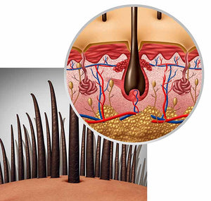 Stock image of hair and hair follicle anatomy