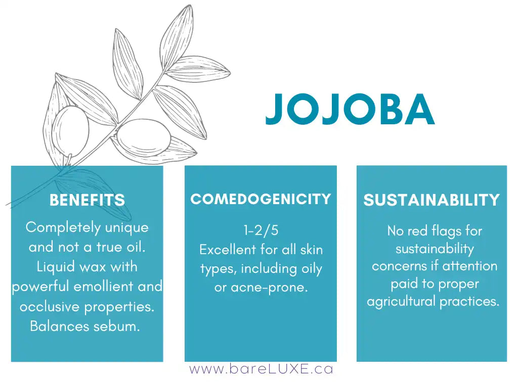 Jojoba oil for skin - infographic by bareLUXE Skincare