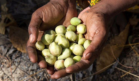 photo of kakadu plums being held in the hands of a person with brown skin