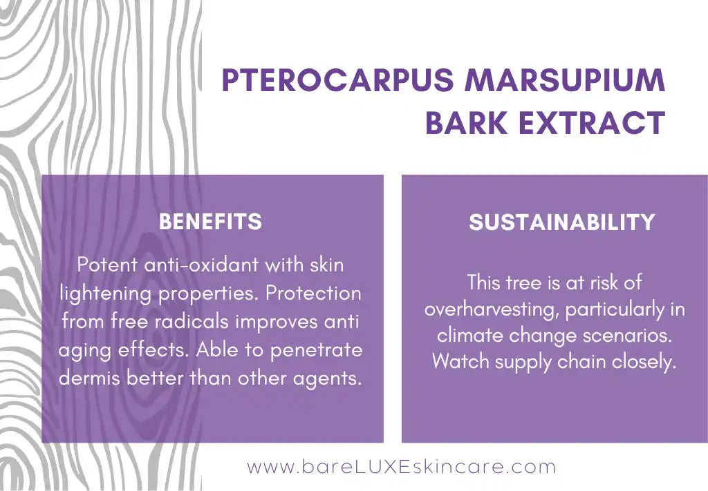 Pterocarpus marsupium bark extract for skincare - infographic by bareLUXE