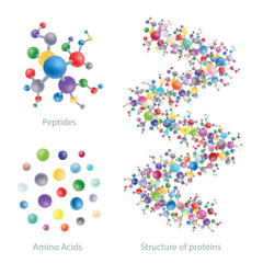 stock image of peptides, amino acids, and proteins