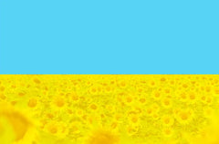 Stock photo of a sky with flowers made to resemble the flag of Ukraine