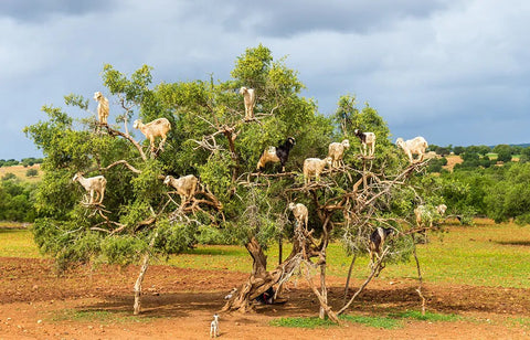 stock photo of goats in an argan tree