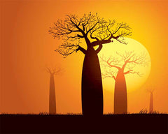 stock photo of baobab tree 