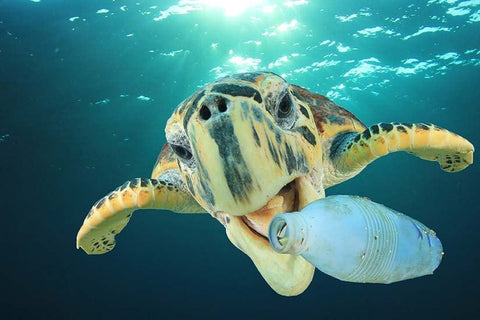 sea turtle eating plastic waste