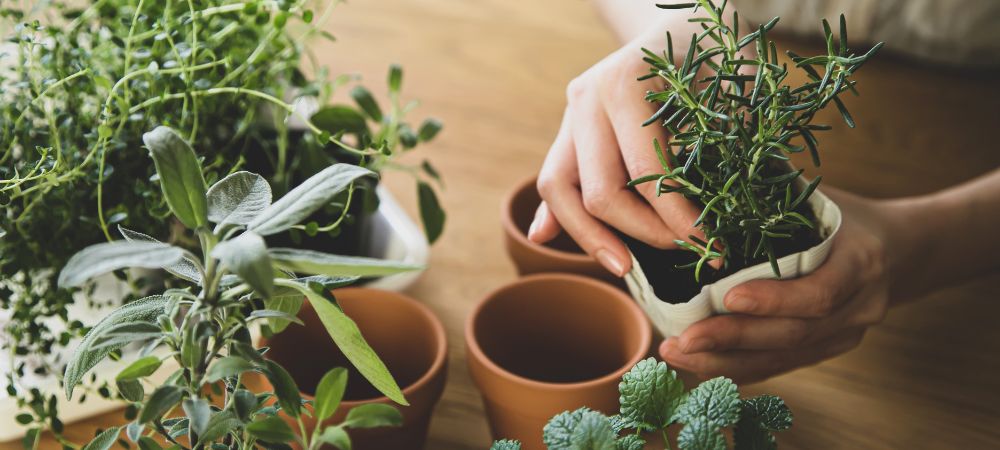 Herbs and Energy_ Understanding the Connection