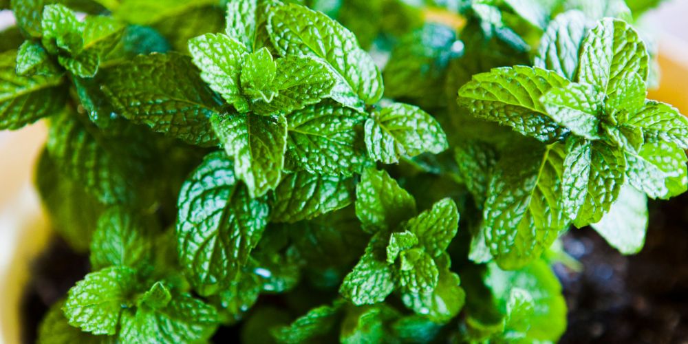 Mint - Soothing and Refreshing