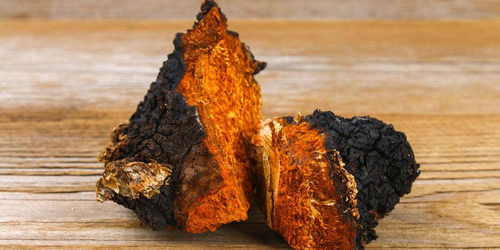 Understanding Chaga Mushrooms