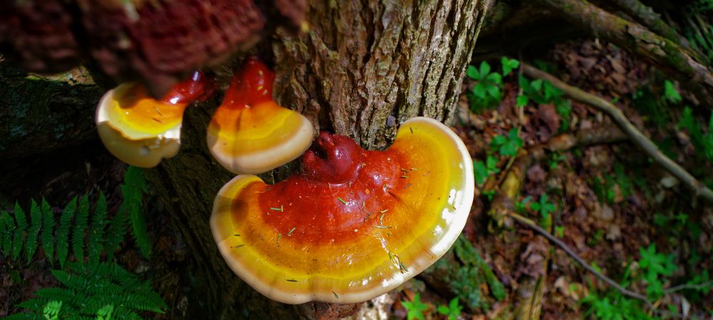 What is Reishi Mushroom