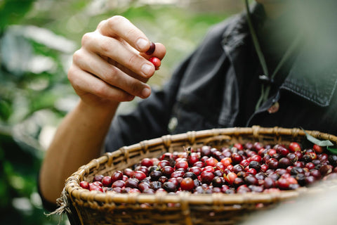 Coffee cherries on a Guatemalan coffee farm