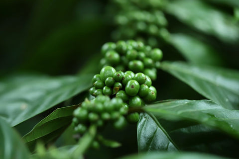 Organic coffee beans growing