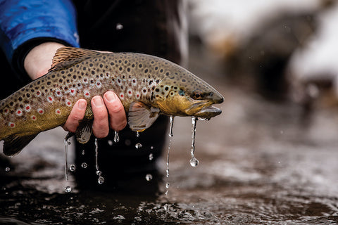 A TRUCKEE RIVER BROWN TROUT PREPARED FOR RELEASE BACK  INTO THE RIVER, PHOTO BY SCOTT KEITH, COURTESY TROUT CREEK OUTFITTERS