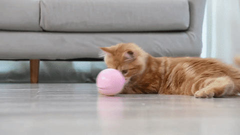 Smart Rolling Ball – OneOfMyPets