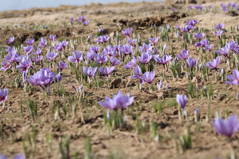 how does saffron grow