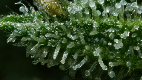 trichomes de CBD