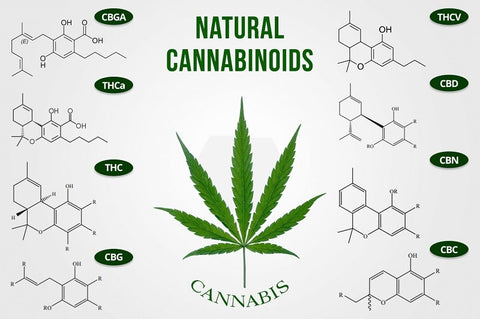 tableau des cannabinoïdes 