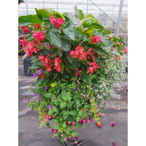 Hanging Baskets – Tagged 