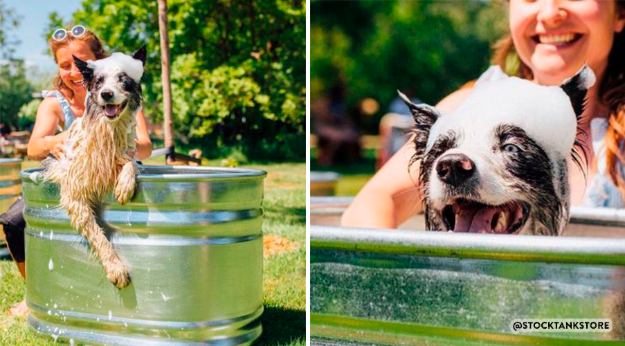 Bañera para perros, piscina de acero para perros