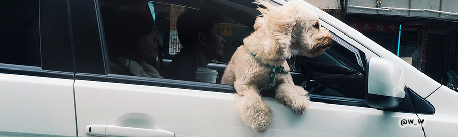 Perro en coche, no dejar el perro dentro del coche en verano