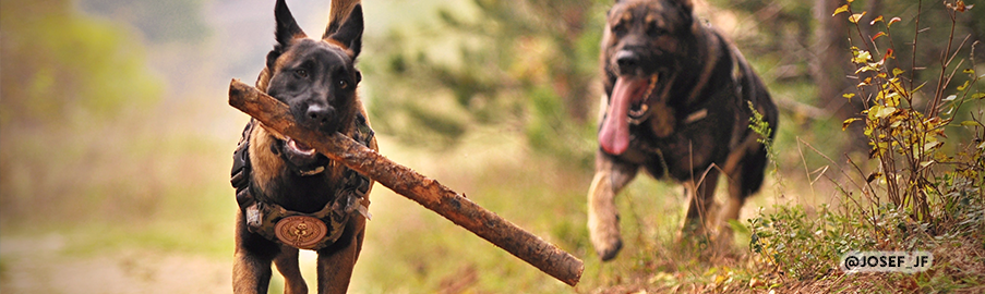 Pasear tu perro en verano, evitar horas de más calor