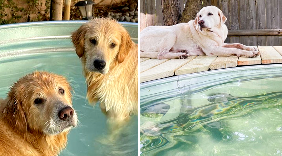 Piscina resistente para perro, piscina de acero redonda