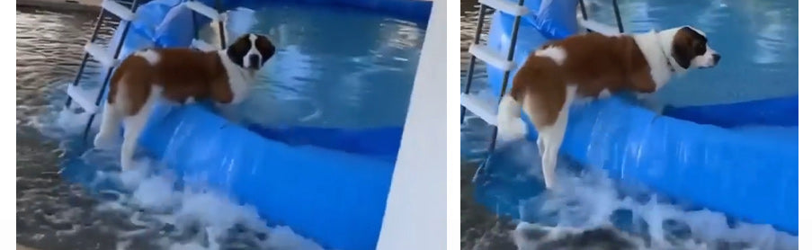 Piscina de plático perforada por un perro