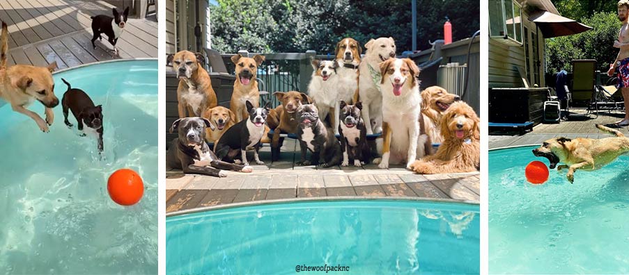 Se puede bañar al perro en la piscina? - Vestatex