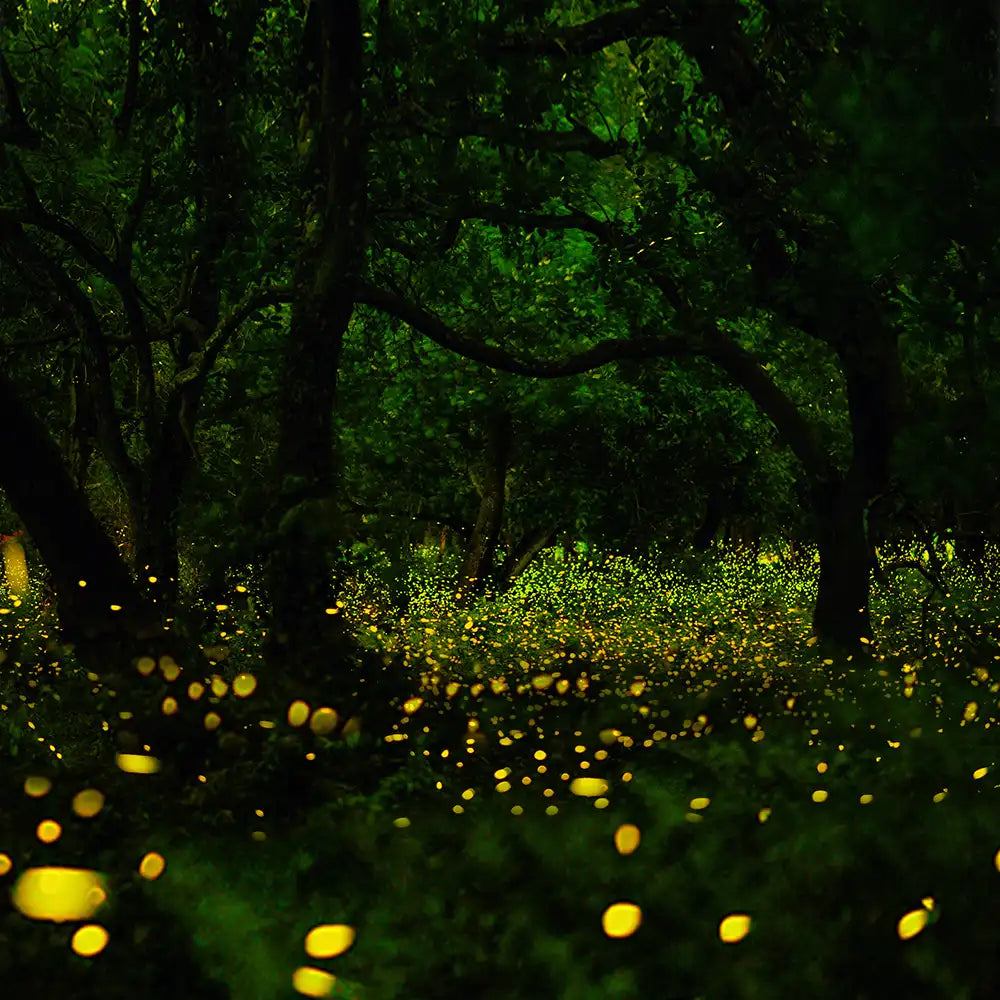 Heiratsantrag mitten im Wald mit glitzernden Glühwürmchen, um diesen Moment unvergesslich und schön zu machen