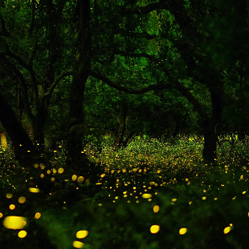 Proposal to her at mid-forest with glittering fireflies to make that moment memorable and lovely